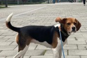如何正确护理比格犬耳朵（宠物爱好者必知的比格犬耳朵护理方法）
