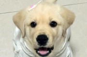 拉布拉多幼犬适合食用的肉类及其营养价值（了解拉布拉多幼犬的饮食需求，选择适合的肉类）