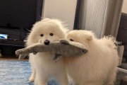 萨摩耶犬（以萨摩耶为家，带来无尽快乐与陪伴）