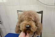如何正确给贵宾犬剃毛（四大注意事项帮你轻松搞定）