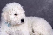 正确剪毛可蒙犬的步骤（以宠物为主，让您的可蒙犬更加健康）