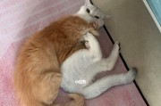 家猫为何会打架？（探究家猫打架的原因与解决方法，）
