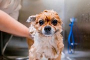 狗狗驱虫，保护宠物健康（驱虫时间、频率及注意事项）
