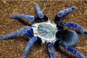 探秘宠物蜘蛛的世界（不同品种、不同价位的宠物蜘蛛，你知多少？）