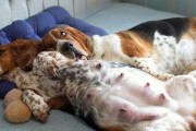 狗狗怀孕前期症状解析（了解狗狗怀孕前期症状，守护宝宝健康）