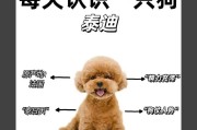 泰迪生小狗后多久可以单独养（泰迪狗狗的适应期和独立生活能力培养）