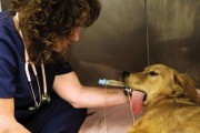 夏季松狮犬肠胃不适的应对方法（宠物饮食、环境、健康三方面护理）