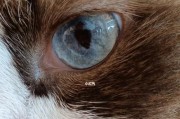 如何清洁和护理猫咪的眼睛（让你的爱猫远离眼部问题）
