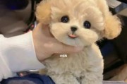 新主人注意！如何特殊管理刚进门的贵宾犬？（从适应环境到行为训练，让你的贵宾犬快速融入新家庭）