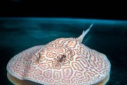 珍珠虹鱼的饲养方法（打造优美的水族箱环境，让珍珠虹鱼健康成长）
