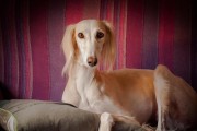 以萨路基犬的饲养之道（从饲养环境到饮食习惯，一步步教你如何养一只健康的以萨路基犬）