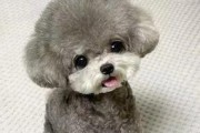茶杯犬为何痛恨洗澡？（探究茶杯犬不喜欢洗澡的原因，帮助宠物主人更好地照顾他们）
