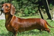 腊肠犬呕吐的原因分析（探究腊肠犬呕吐的可能因素和应对方法）