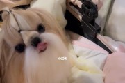 以西施犬为主的洗澡频率指南（如何定期给你的宠物清洁身体，让其保持健康和舒适）
