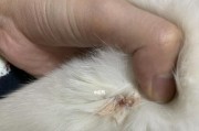 公猫为何会咬死小猫？（探索公猫咬死小猫的原因及行为背后的意义）