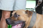 以喂养比特幼犬的方法（宠物健康从饮食开始）