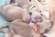 金毛犬配种周期与注意事项（养金毛犬多久可以开始配种？）