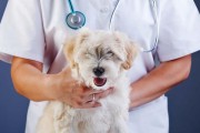 如何预防宠物灵缇犬的冻伤（掌握关键方法，保护你的爱犬安全度过冬季寒冷）