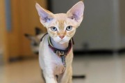 德文卷毛猫的颜色和价格分析（探索不同颜色的德文卷毛猫的市场价格和珍贵程度）