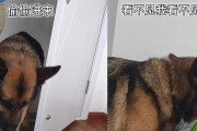 如何给小德牧喂药？（宠物饲主必读，小德牧口服药正确方法）