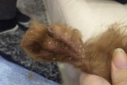 让宠物狗不再有皮屑的方法（15个实用技巧帮助您彻底解决狗狗皮屑问题）