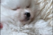 如何为宠物以莱州红喂食才能长得健壮？（掌握养宠技巧，让宠物健康成长）