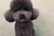 狗狗毛剃掉后多久能长出来？（探讨狗狗毛发生长周期及生长速度）