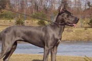 认识大丹犬——宠物世界中的“巨无霸”（大丹犬品种介绍、特点和养护全解析）