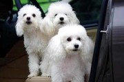 如何正确拔除贵宾犬的耳毛（宠物护理技巧与注意事项）