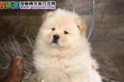 如何判断松狮犬是否假怀孕（宠物养护攻略，避免误诊误治）