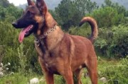 如何科学饲养中国昆明犬（详细介绍昆明犬的品种特点及饲养方法）