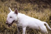 以牛头梗都不能吃什么食物？（宠物养护必知，给爱犬安全的饮食）