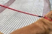 金毛犬不停叫还拆家？你家狗狗每天遛吗？