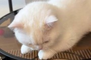猫咪的磨牙乐园（探寻猫咪最喜欢的磨牙工具）