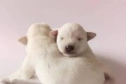 狗瘟病毒的传染对象及防控措施（狗瘟病毒传染范围及传播途径的详细分析）