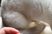 猫咪胡子掉，好事要发生？（揭秘猫咪胡子掉落的原因和预示着的好事）