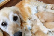 如何照顾刚出生的幼犬？（宠物主人必读！全方位指导照顾刚出生的小狗）