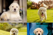 拉布拉多犬复仇心理解析（以宠物为主的心理分析及处理方法）