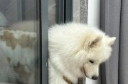 狗狗位关闭了，宠物狗狗的新选择（进入数字时代，宠物狗主人需要了解的新兴服务）