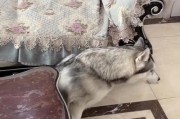 狗狗喜欢待在何种地面上（选择合适的地面让你的狗狗舒适自在）