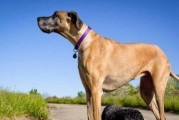 养护大丹犬的全面指南（从营养、健康到行为，教你如何养好你的大丹犬）