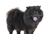 探究松狮黑色基因的传承情况（以宠物为主的基因研究）
