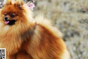 博美幼犬每天拉几次（掌握幼犬排便规律，健康成长）