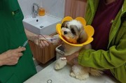以西施犬感冒应该如何护理？（实用宠物护理知识分享，以西施犬感冒应对全攻略！）