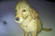 淋雨后的狗狗应该怎么处理？（掌握这些小技巧，让宠物更健康）