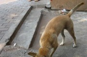 如何制止幼犬夜里吠叫（宠物主人必知的方法和技巧）