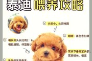 泰迪犬牙齿换牙周期及注意事项（了解泰迪犬牙齿的生长和换牙过程，为宠物的健康护航）