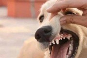 狗狗下面牙齿松动，怎么办？（宠物主人必须知道的护齿小贴士，解决狗狗下面牙齿松动问题）