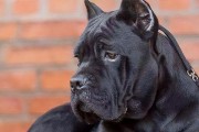 以卡斯罗犬到底最怕什么？（深入了解以卡斯罗犬的恐惧源头）
