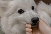 如何应对银狐犬乱吃东西的行为（以宠物为主的解决方案）